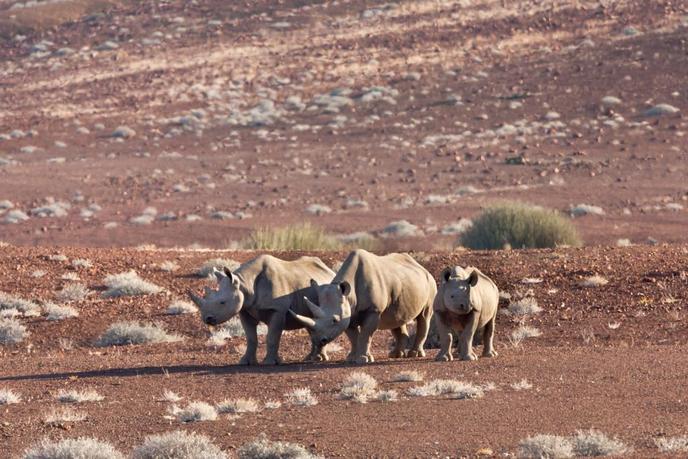 AMHRB136_Desert-adapted_black__rhino_cow_with_calves_large
