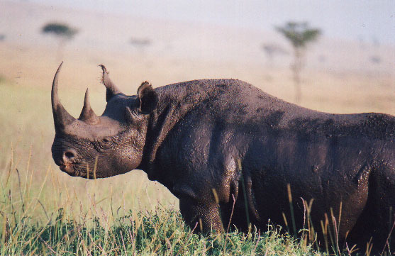 BlackMichaelWain_large