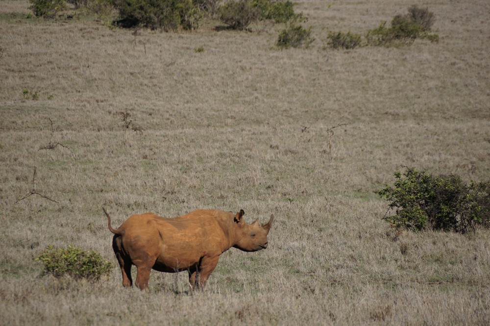 Borana_Kenya_Black_Rhino_Tail