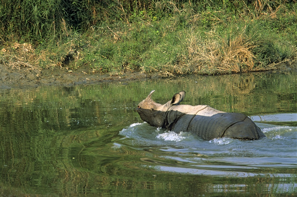 RM20 Indian one-horned rhino in water