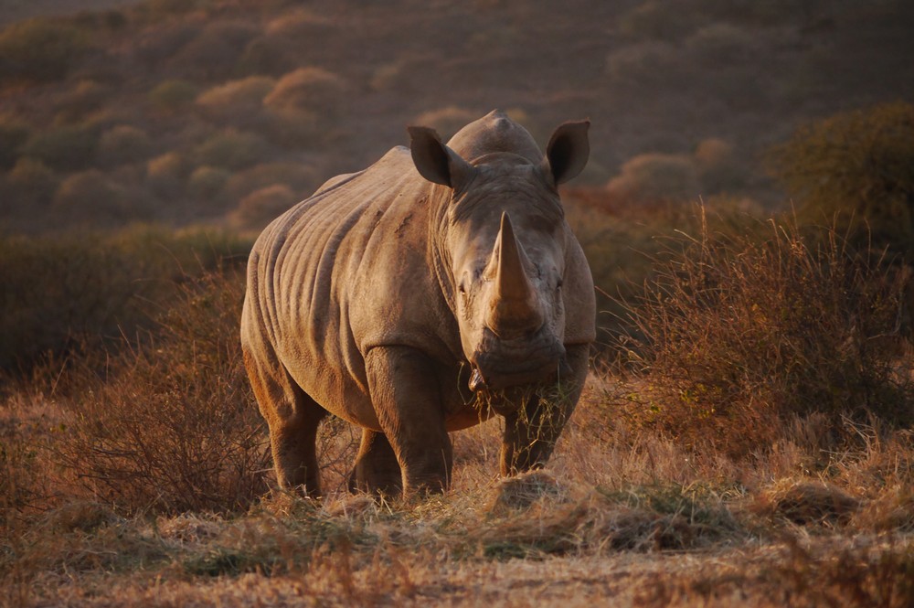 OlJogi_Kenya_White_Rhino3