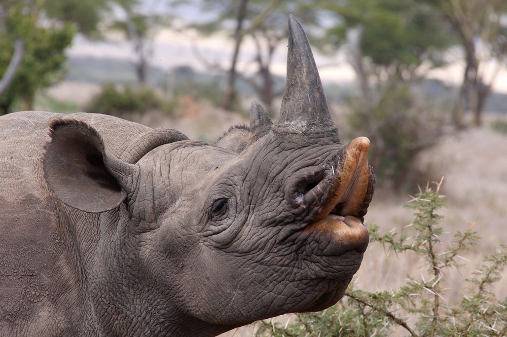 Hooklipped Rhinoceros, raising upper lip: Four Year Old hand-rea