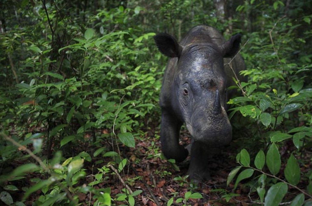 Sumatran-rhino-credit-Cyril-Ruoso