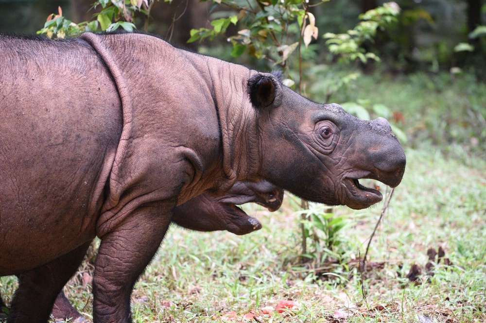 Sumatran-rhino-sanctuary-1