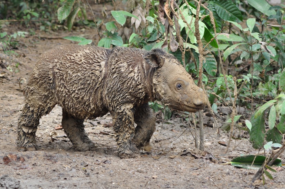 rhino-info-kids-sumatran-andatu-credit-dedi-candra-1