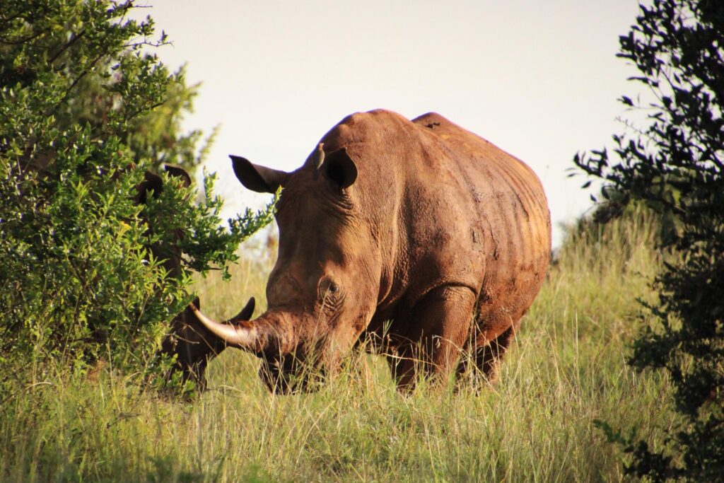 Een witte neushoorn_4314