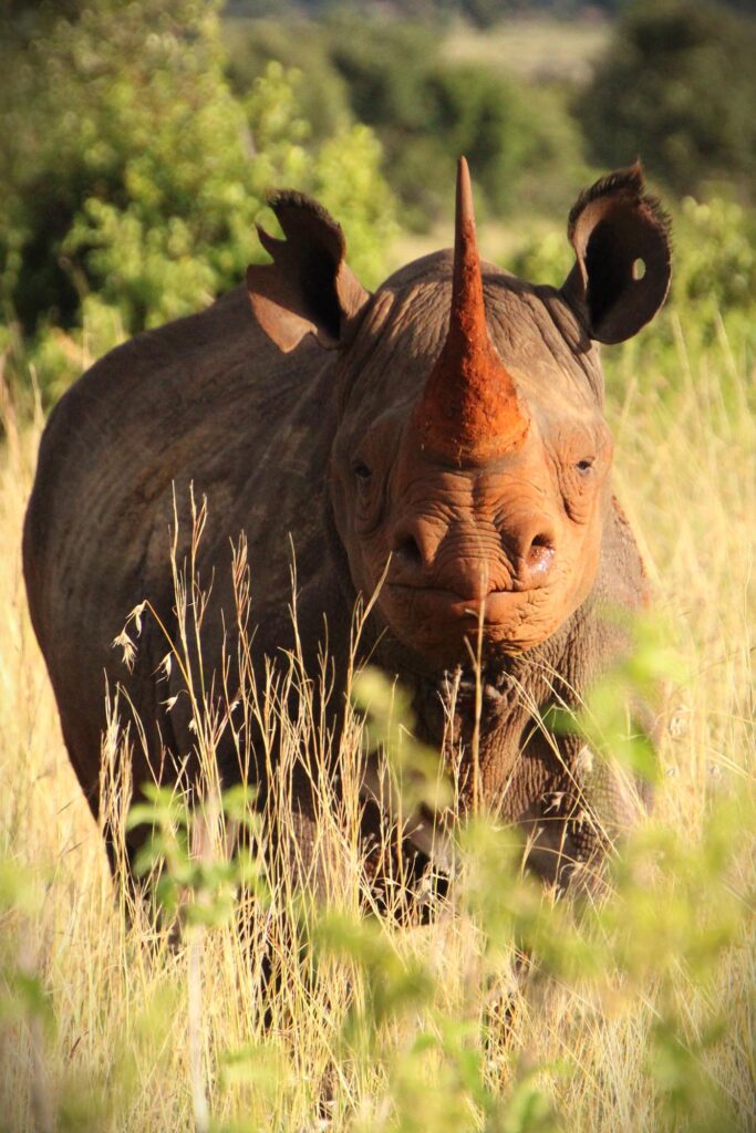 Een zwarte neushoorn_4324