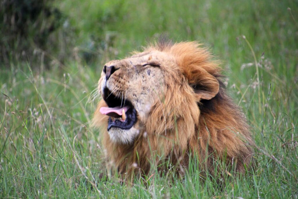 Ontmoeting met een leeuw in Borana_5303