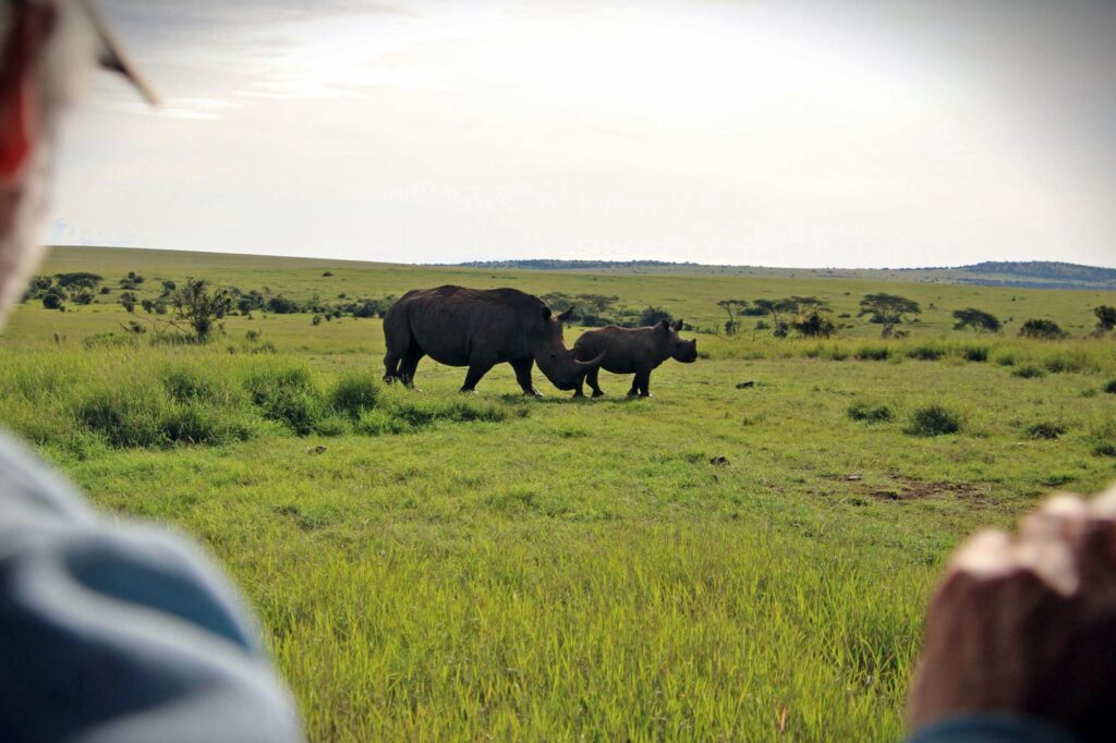 Witte neushoorn met jong_4380