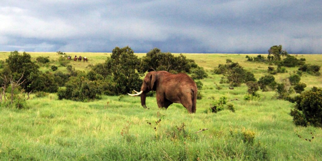 Zoek de neushoorn_5268