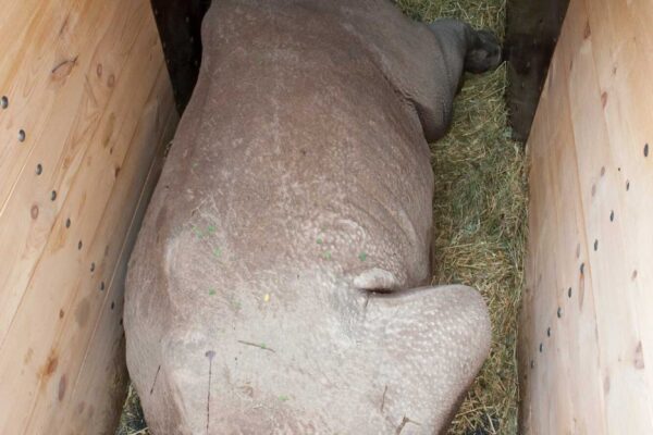Met een roesje werden de neushoorns rustig gehouden tijdens het transport