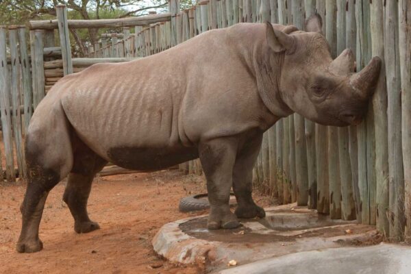 Nadat het roesje was uitgewerkt kwamen de neushoorns uit de kratten en konden ze nog onwennig en in de war van de vlucht van 9 uur wennen aan hun nieuwe omgeving in de tijdelijke opvang