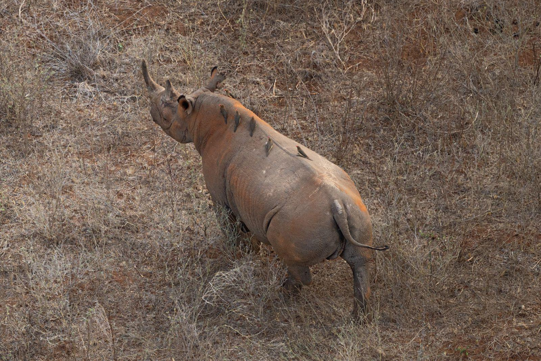 Update Tsavo project 2026